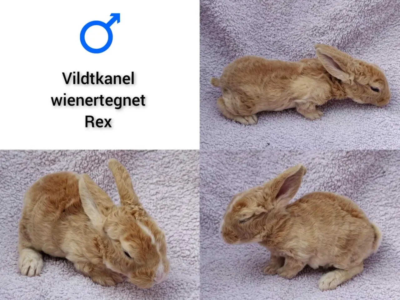 Billede 4 - Kælne dværgvædder kaninunger
