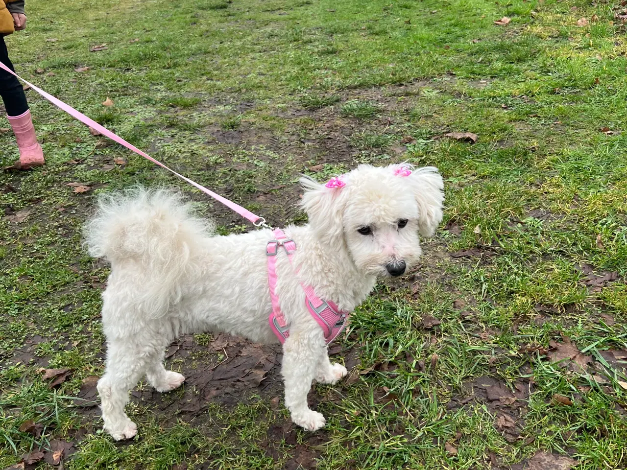 Billede 14 - Malteser/bichon hvalpe 