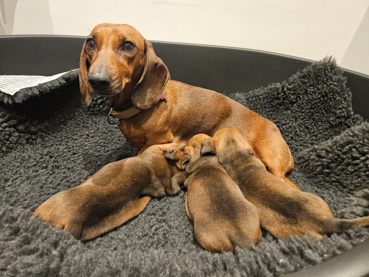 Billede 6 - Gravhundehvalpe 