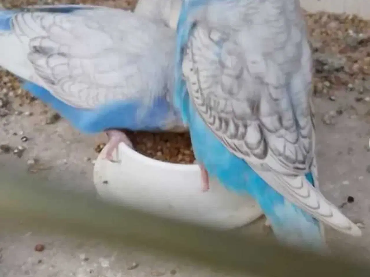 Billede 1 - Overskuds undulater 