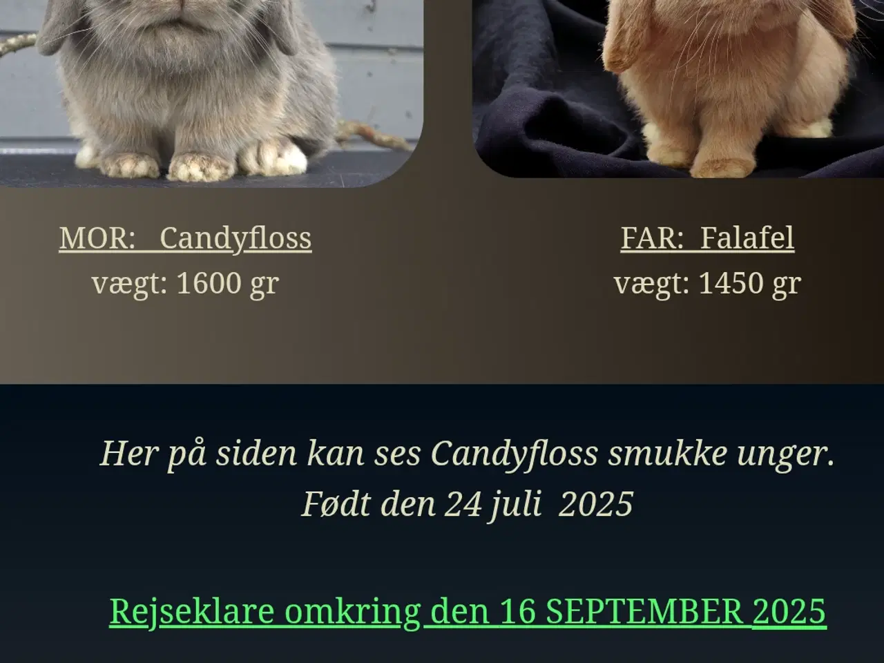 Billede 6 - To minilop kaniner 9 mdr