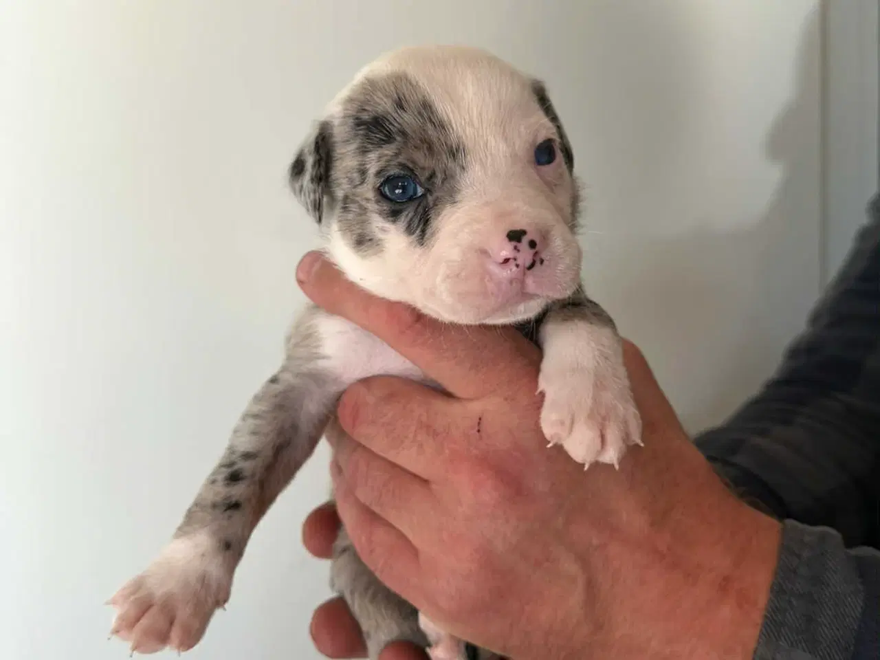 Billede 14 - Bull-Aussie