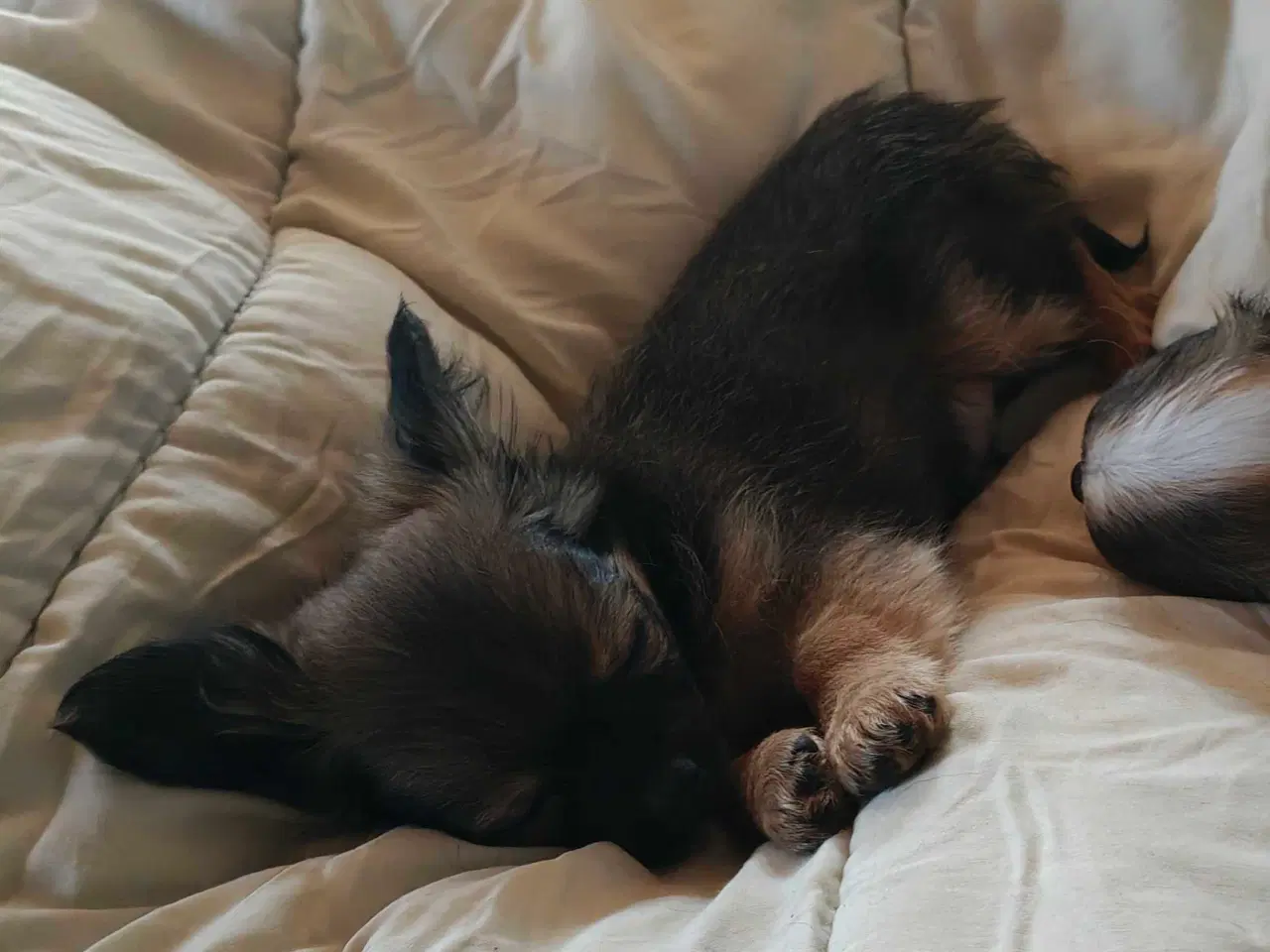 Billede 1 - Langhåret Chihuahua han hvalpe