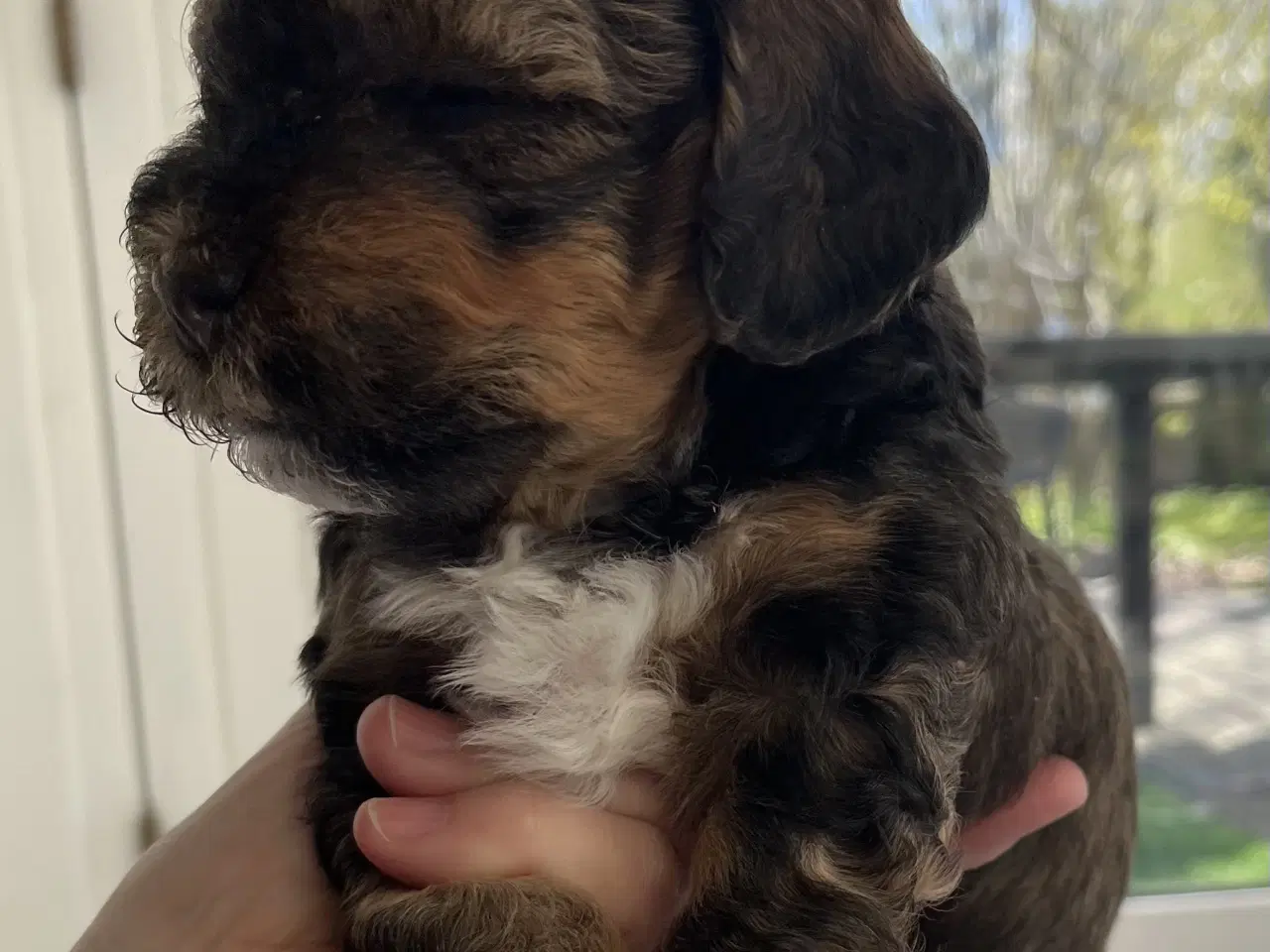 Billede 1 - Bichon havanais hvalpe