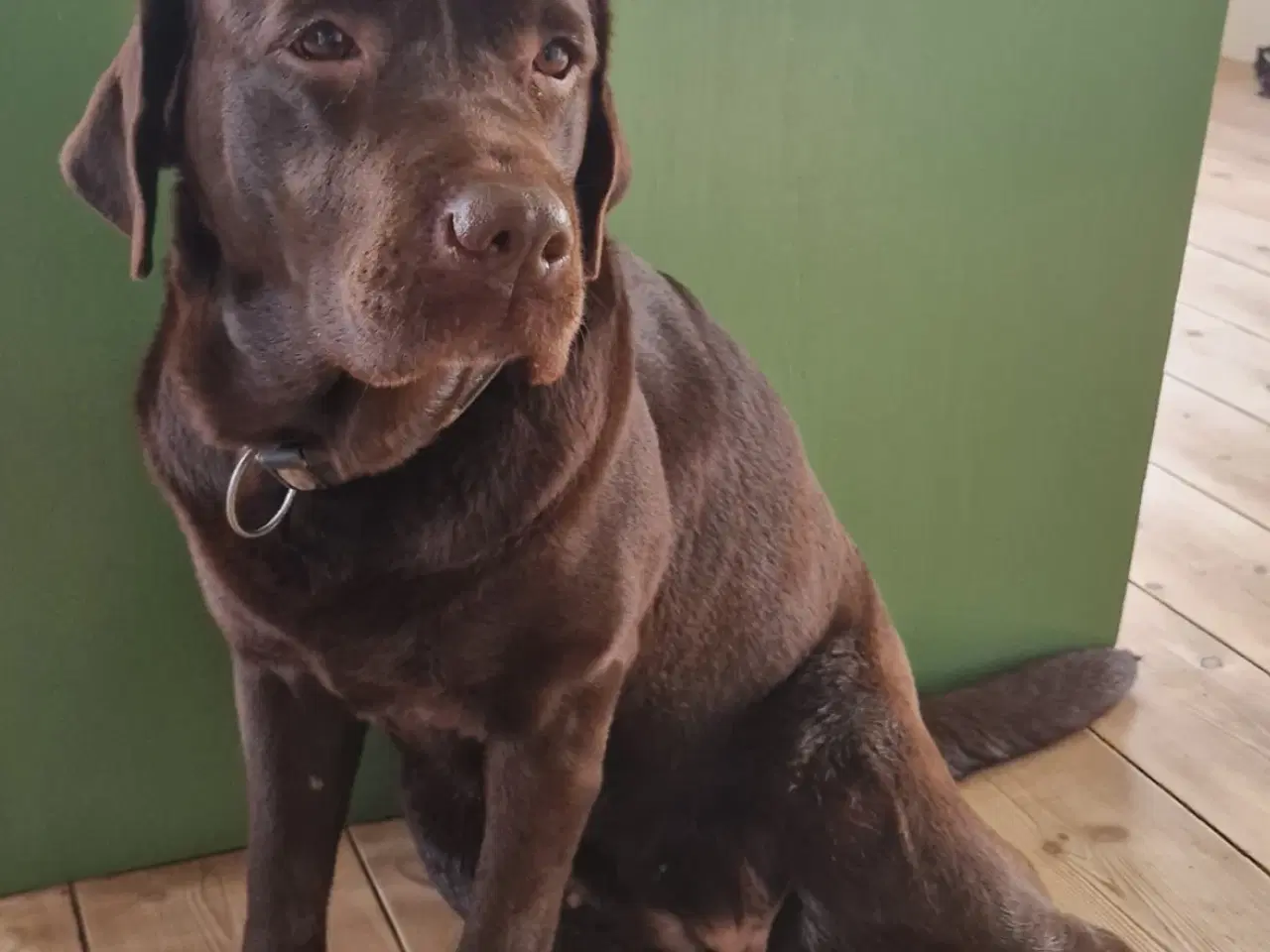 Billede 1 - Labrador hundehvalpe