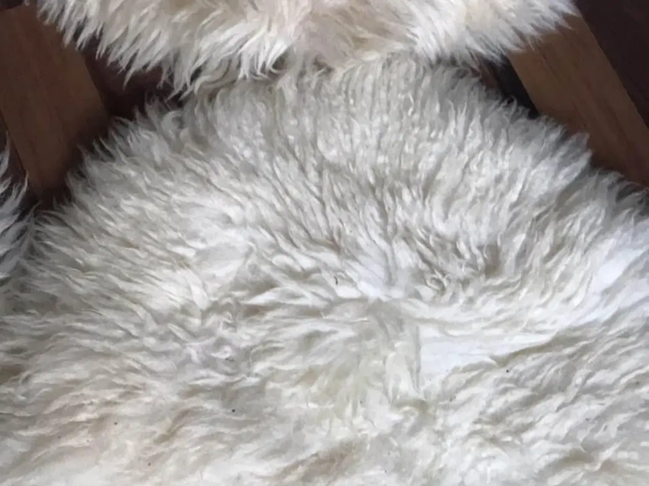 Billede 2 - Stolehynde Kejserlund 