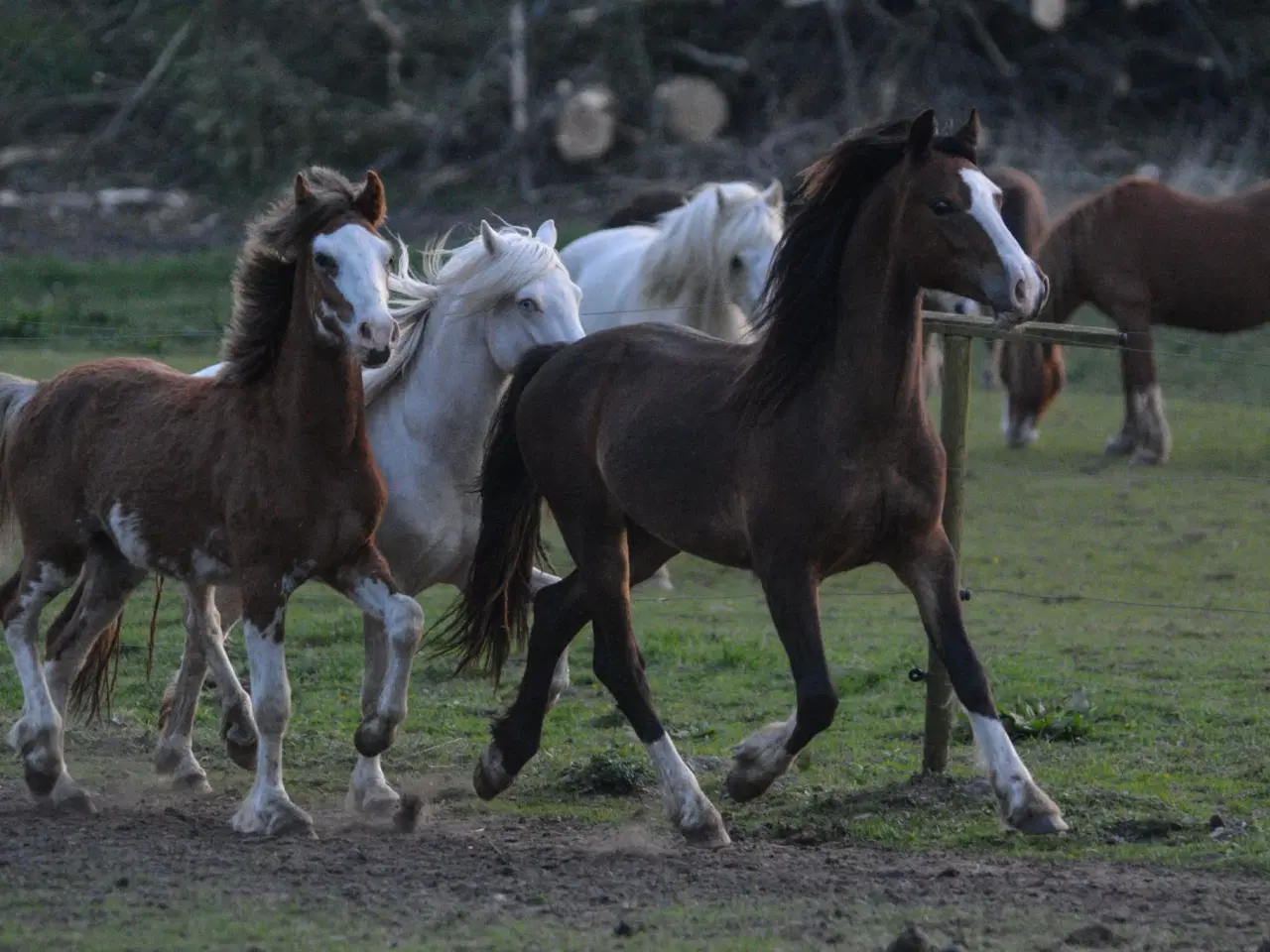 Billede 2 - Welsh Pony af Cob type