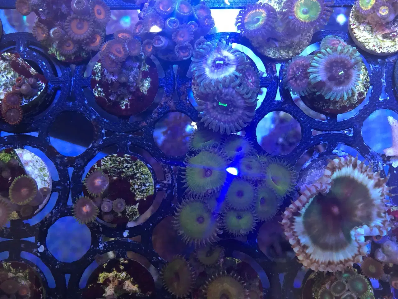 Billede 2 - Koraller