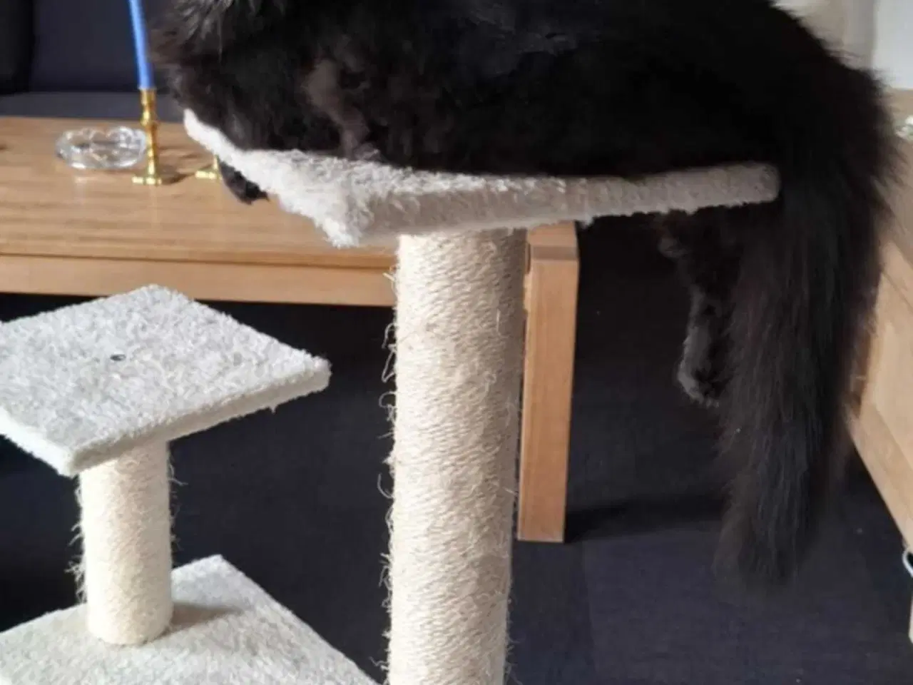 Billede 6 - Norsk skovkat sælges