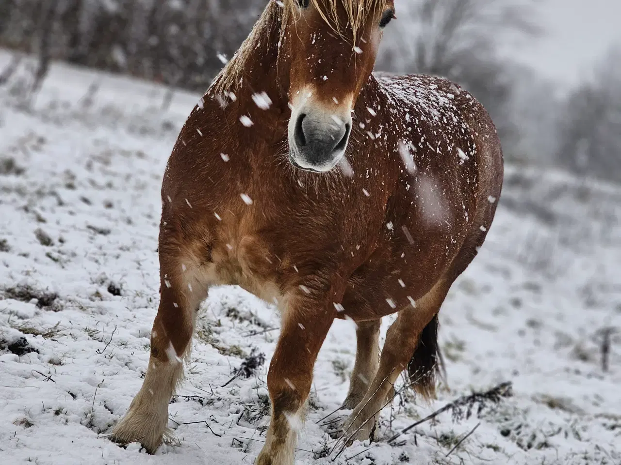Billede 4 - Ardenner hoppe 11 år 