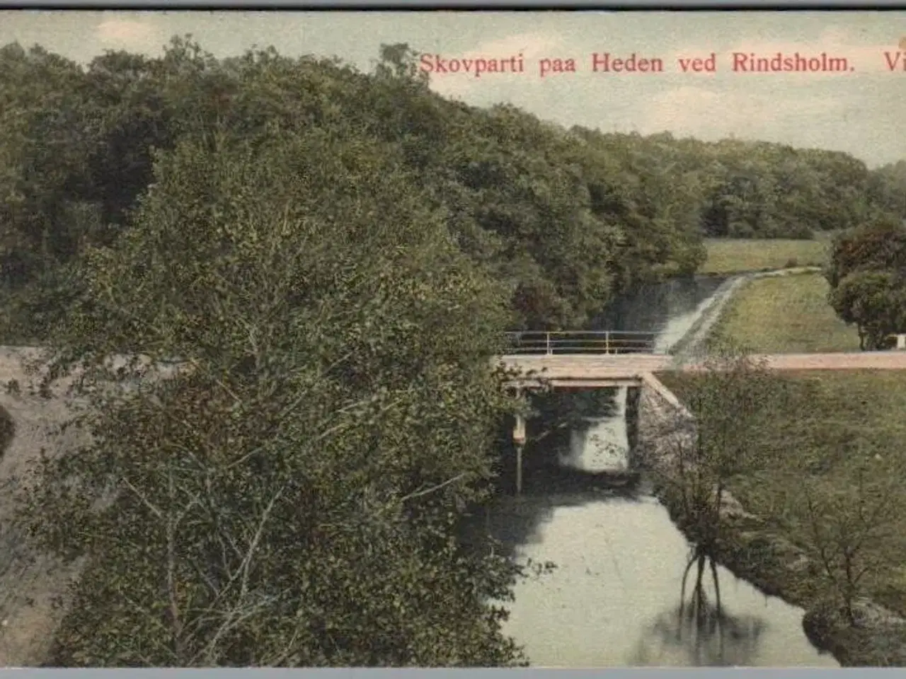 Billede 1 - Skovparti paa Heden ved Rindsholm - Viborg - Postkort - Brugt