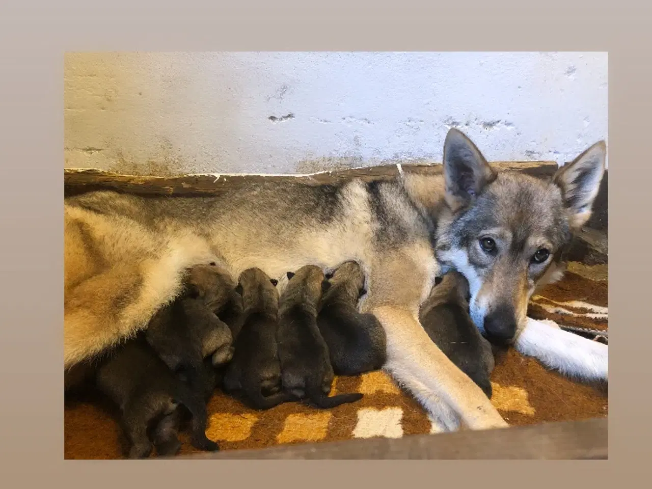 Billede 1 - Tjekkoslovakisk ulvehund/saarloos ulvehund hvalpe 