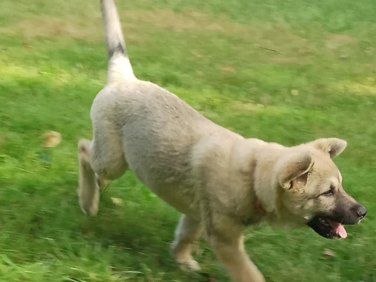 Billede 17 - Husky blandinger 