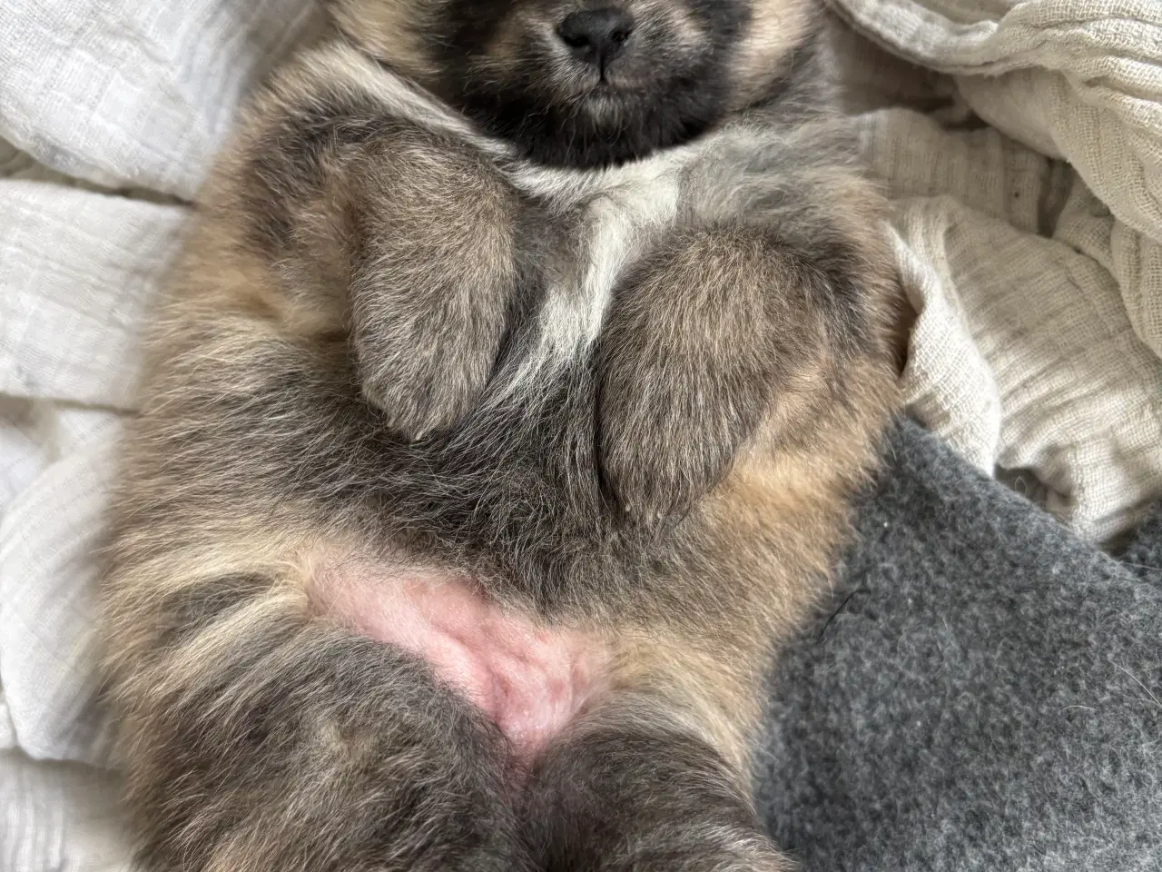 Billede 6 - Pomeranian hvalpe 