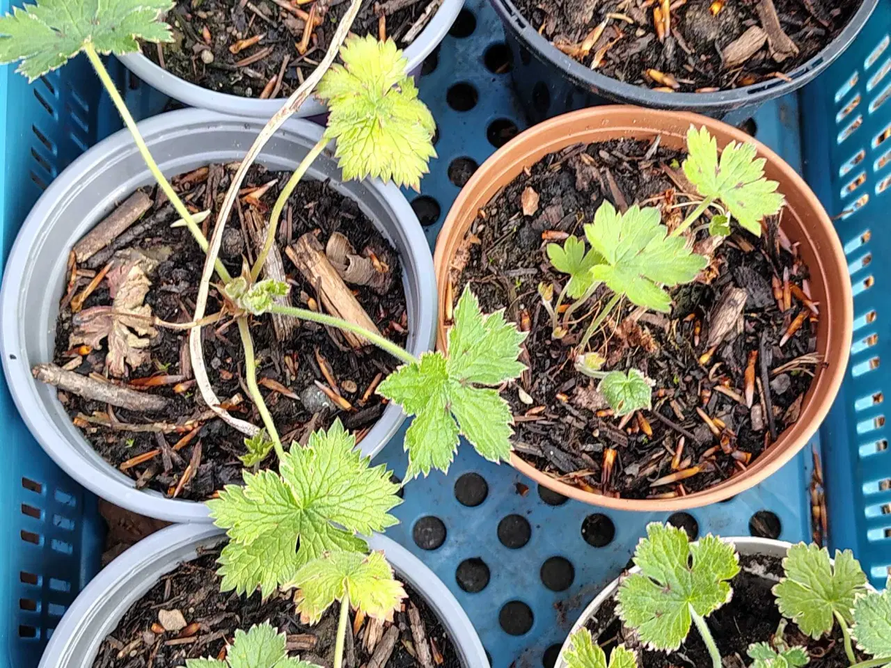 Billede 3 - Geranium purpur 