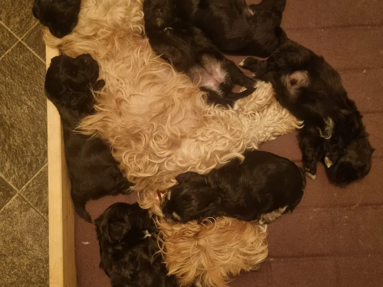 Billede 1 - Skønne Bichon Havanais-hvalpe søger kærlige hjem