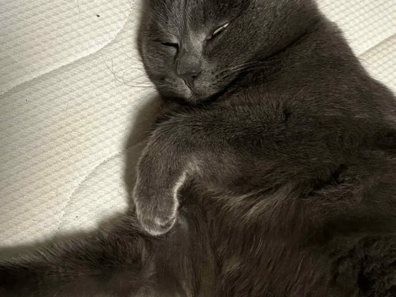 Billede 7 - Russian Blue hunkat