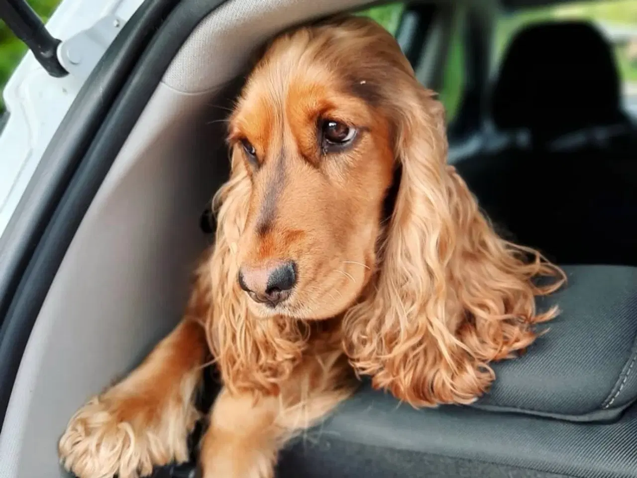 Billede 1 - Dejlig Cocker tæve