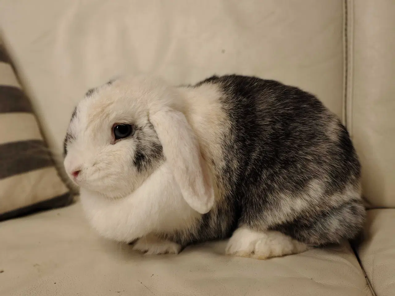 Billede 4 - TYSK Afkomsattest 🌸