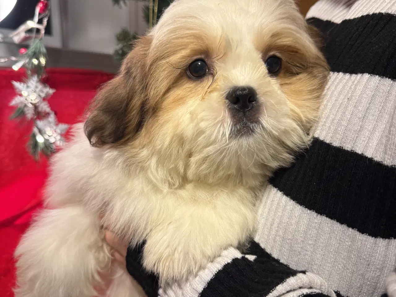 Billede 1 - Shih tzu-mor/ Coton de Tulear-far