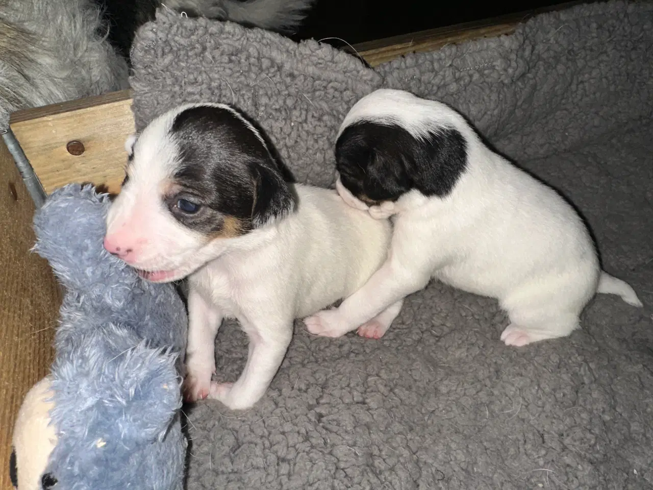 Billede 7 - Dansk/svensk-foxterrier blandingshvalpe