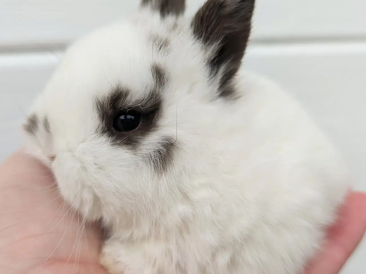 Billede 3 - Hermelin/minilop kaninunge sælges 