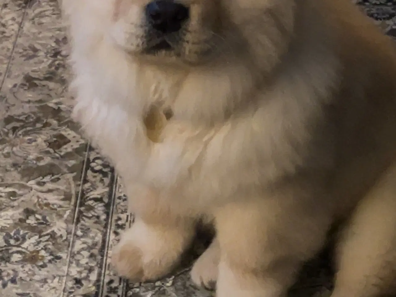 Billede 4 - 💕 Chow chow pige søger kærligt hjem med tid og om