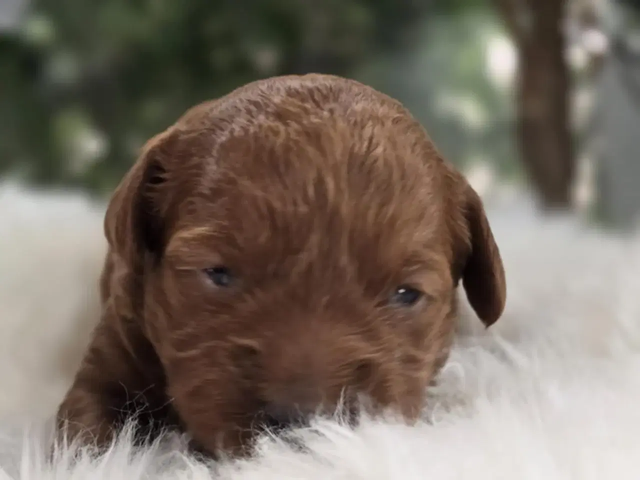Billede 4 - Labradoodle F1B