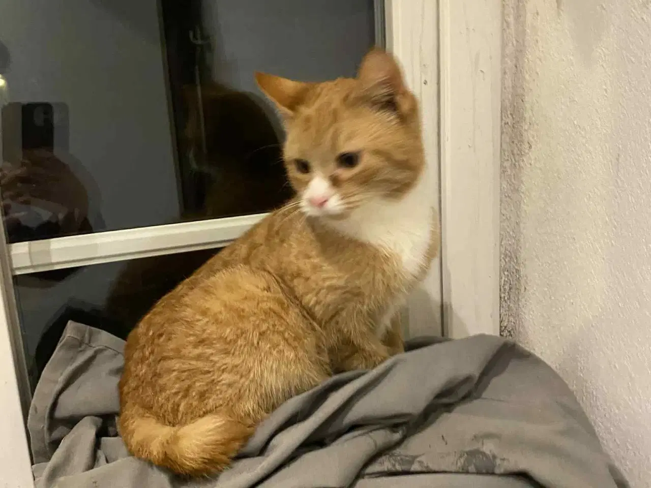 Billede 6 - Røde kattekillinger