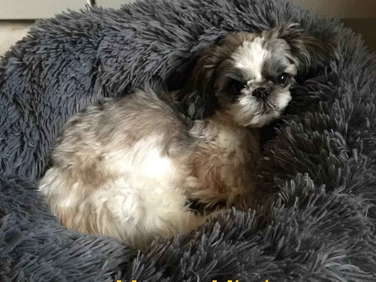 Billede 13 - 4 små Shih Tzu hvalpe mangler nye hjem🐶