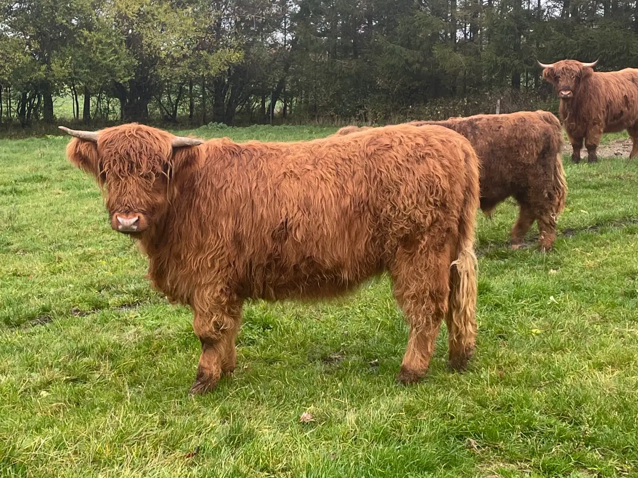 Billede 5 - Skotsk højland kalve