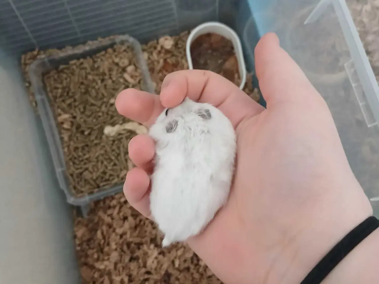 Billede 1 - Dværghamster unger 
