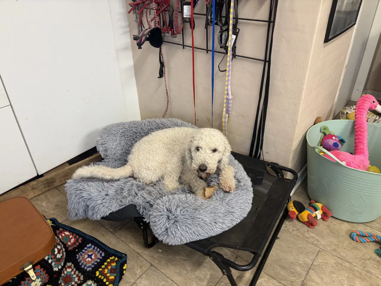 Billede 12 - 2 mellem puddel piger 