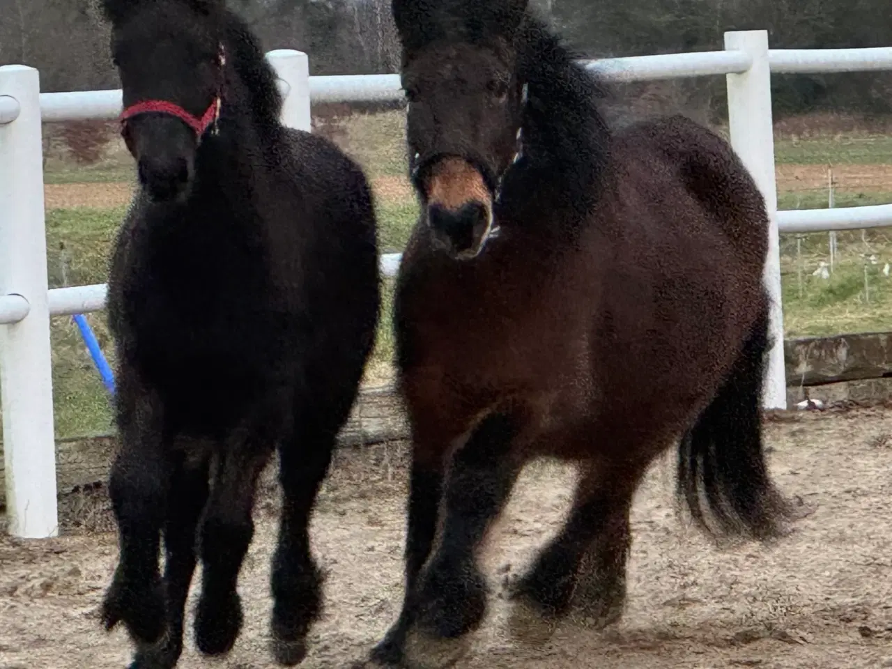 Billede 5 - 1 års sort islænder hingst