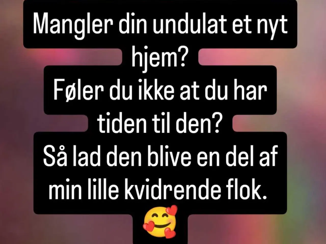 Billede 1 - Mangler din undulat et nyt hjem?
