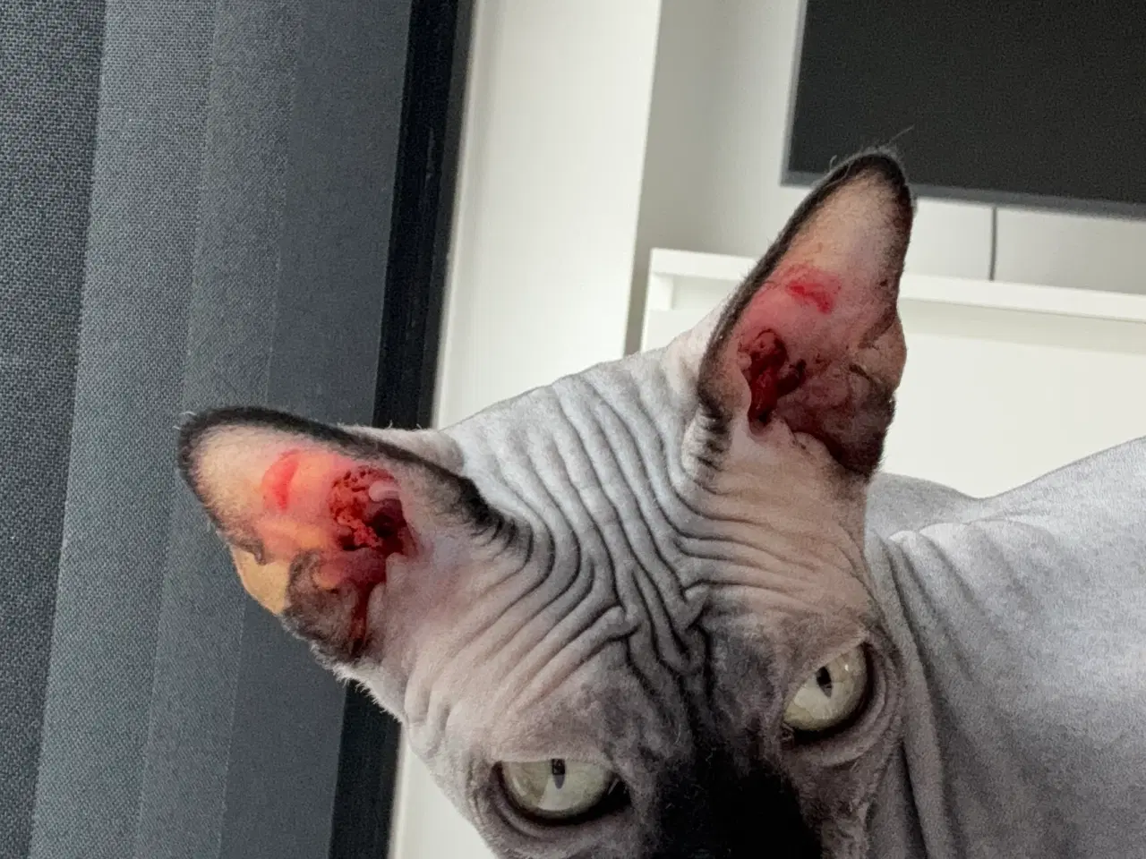Billede 11 - Sphynx kat søger nyt hjem