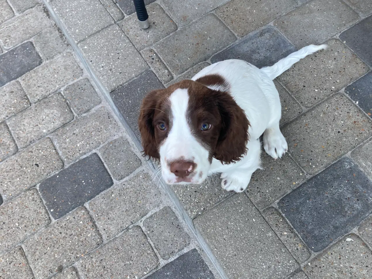 Billede 2 - Ft springer spaniel 