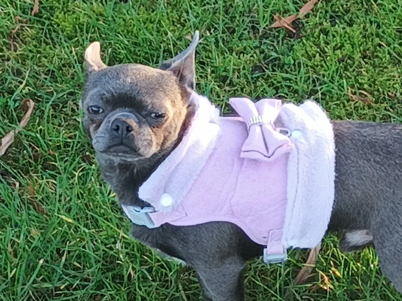 Billede 4 - Eksklusiv Blå Chihuahua Han Tilbyder Parring!