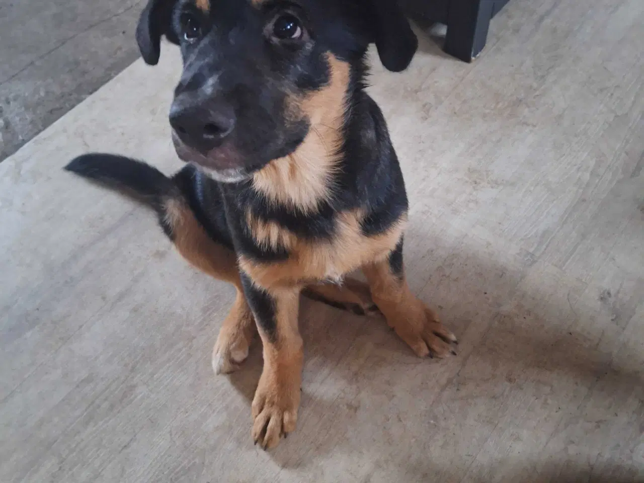 Billede 2 - Euro Mountain Sheparnese (Berner Sennen+Schæfer) 