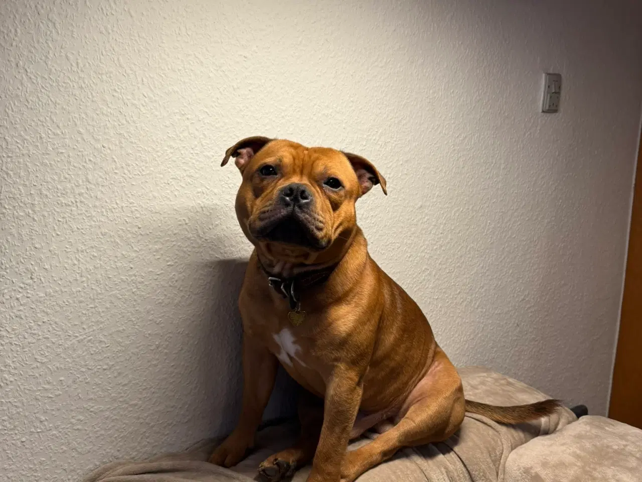 Billede 1 - Staffordshire Bull Terrier - Skøn hanhund