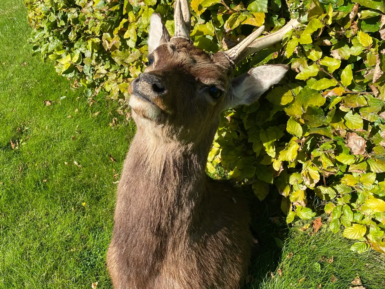 Billede 3 - Sika trofæ skuldermonteret