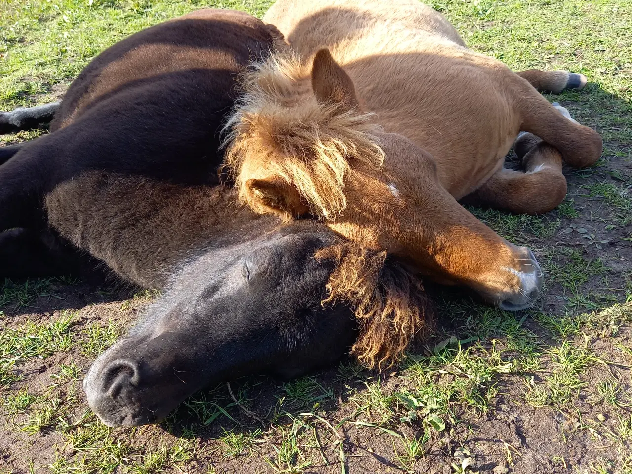 Billede 1 - 2 dejlige shetlænder føl