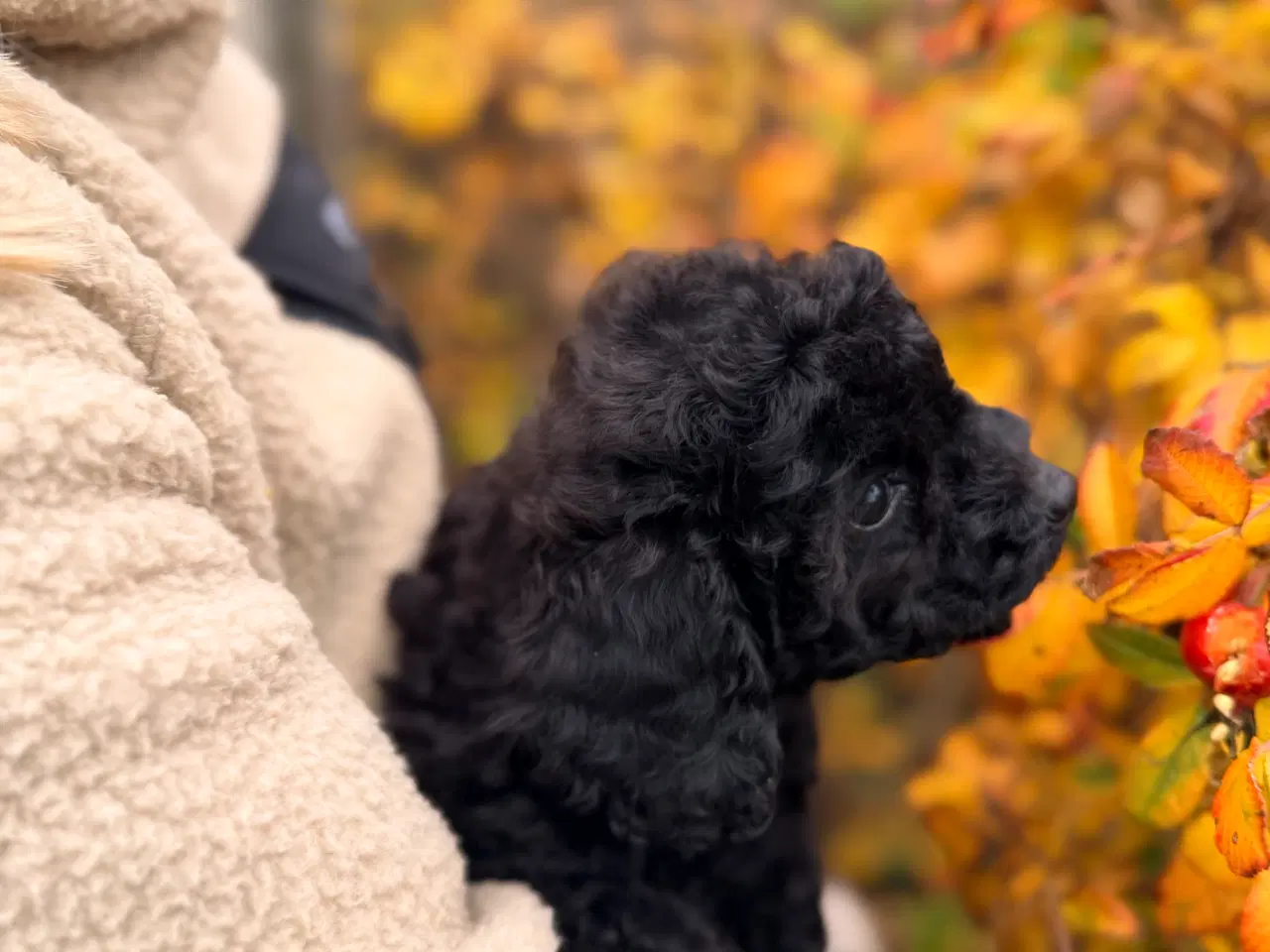 Billede 8 - Mellem Puddel