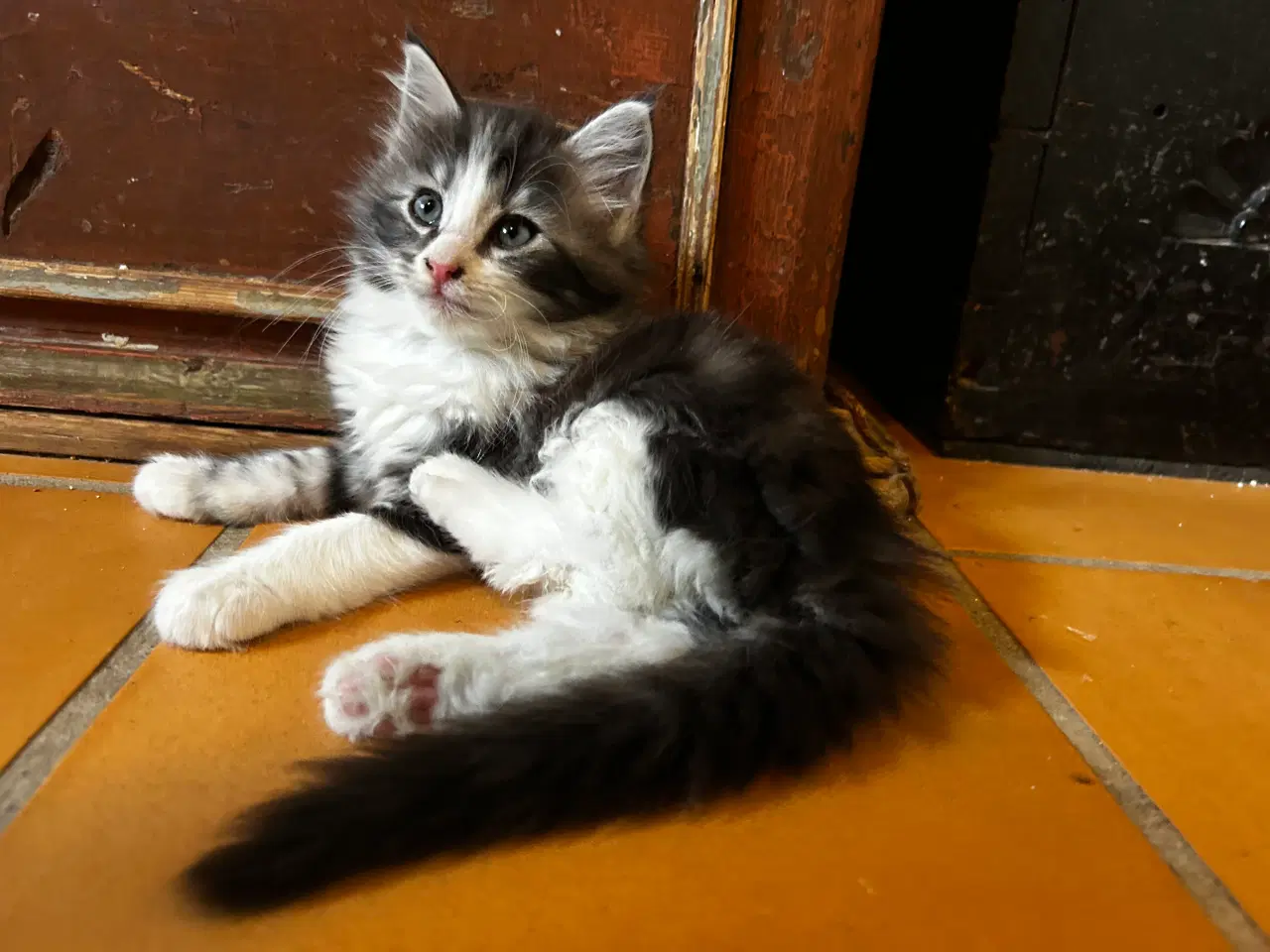 Billede 1 - Alva søger kærligt hjem 