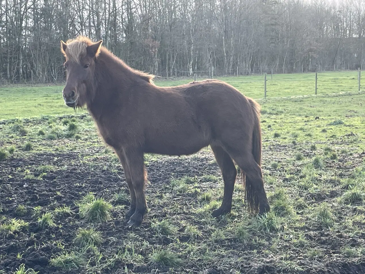 Billede 2 - Elding fra Holm 