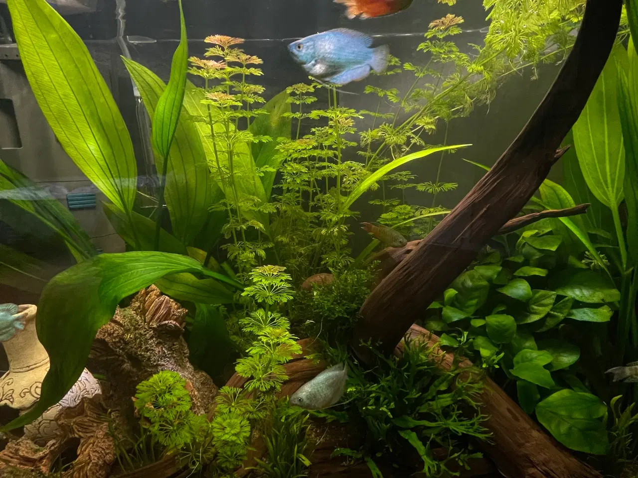 Billede 4 - Akvarie med fisk