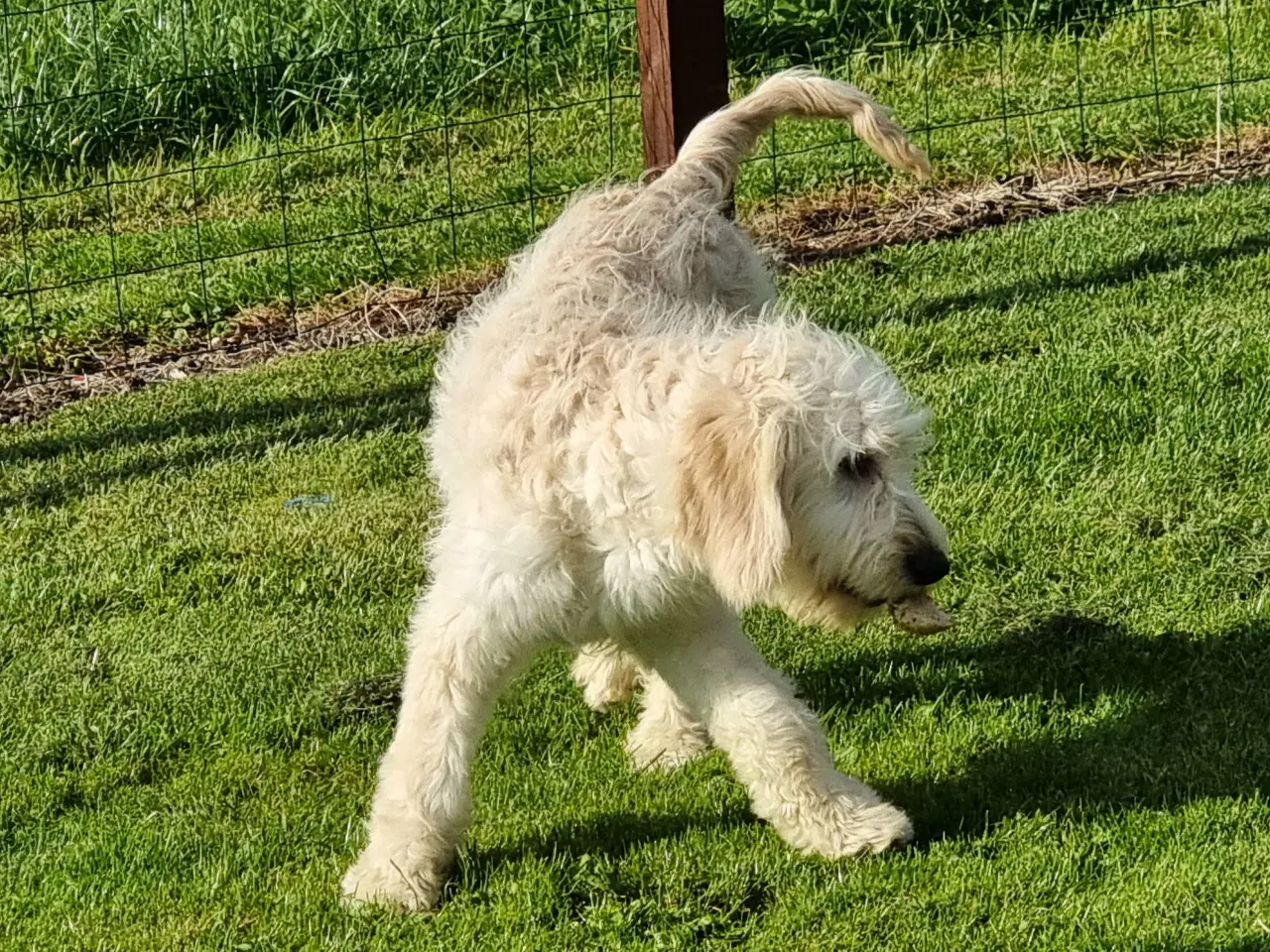 Billede 10 - skønheder Golden doodle hanner hvalpe