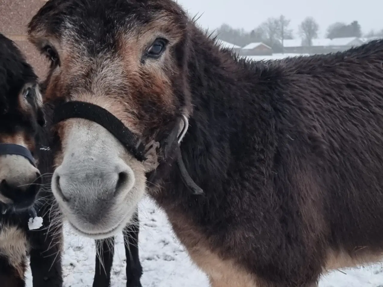 Billede 1 - Skøn æsel hingst