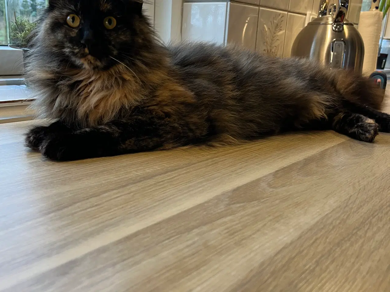 Billede 1 - Main Coon hunkat, 10 mdr