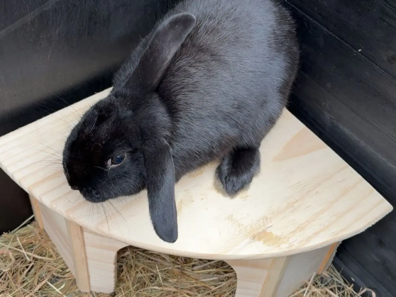 Billede 1 - Lille ozzy 